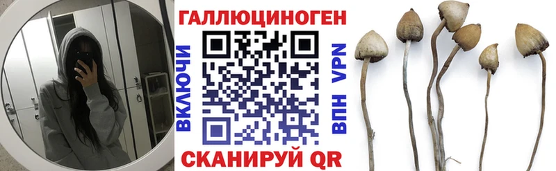 Псилоцибиновые грибы Psilocybe где найти Пестово